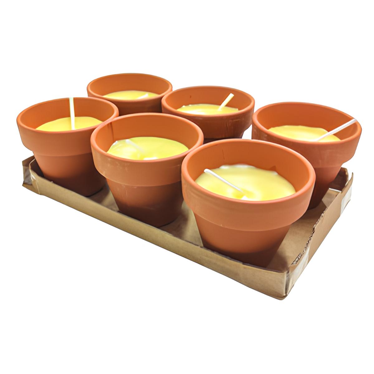 CITRONNELLE EN POT POUCET 7XH6 CM 6 PIÈCES